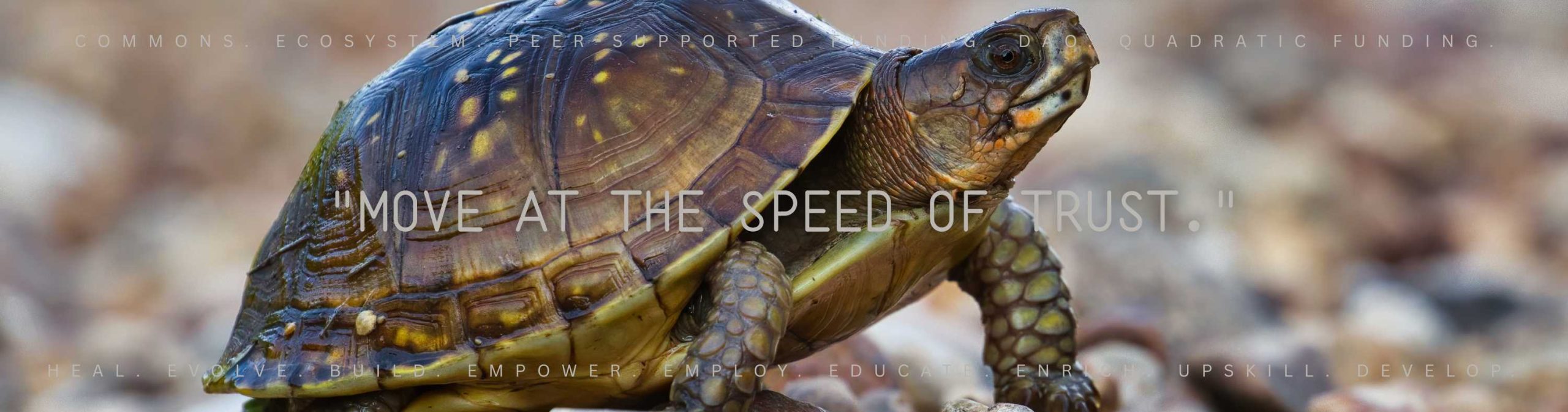 A small tortoise walking on pebbles with head high