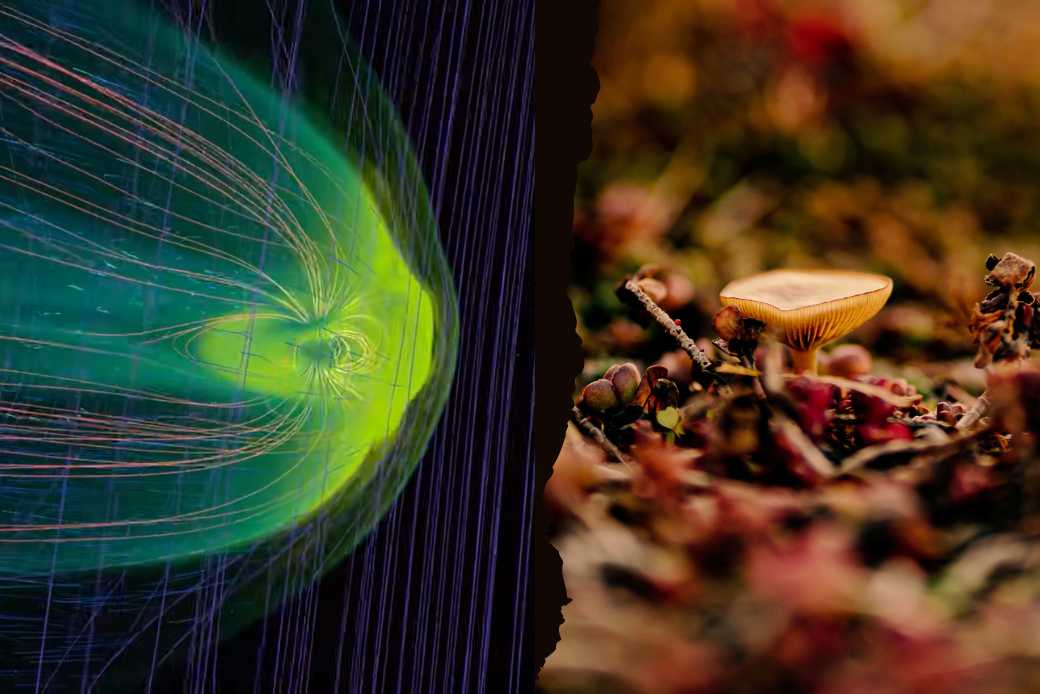 Composting the Climate Agenda: Mycelial Visions for a Decentralised, Just Future